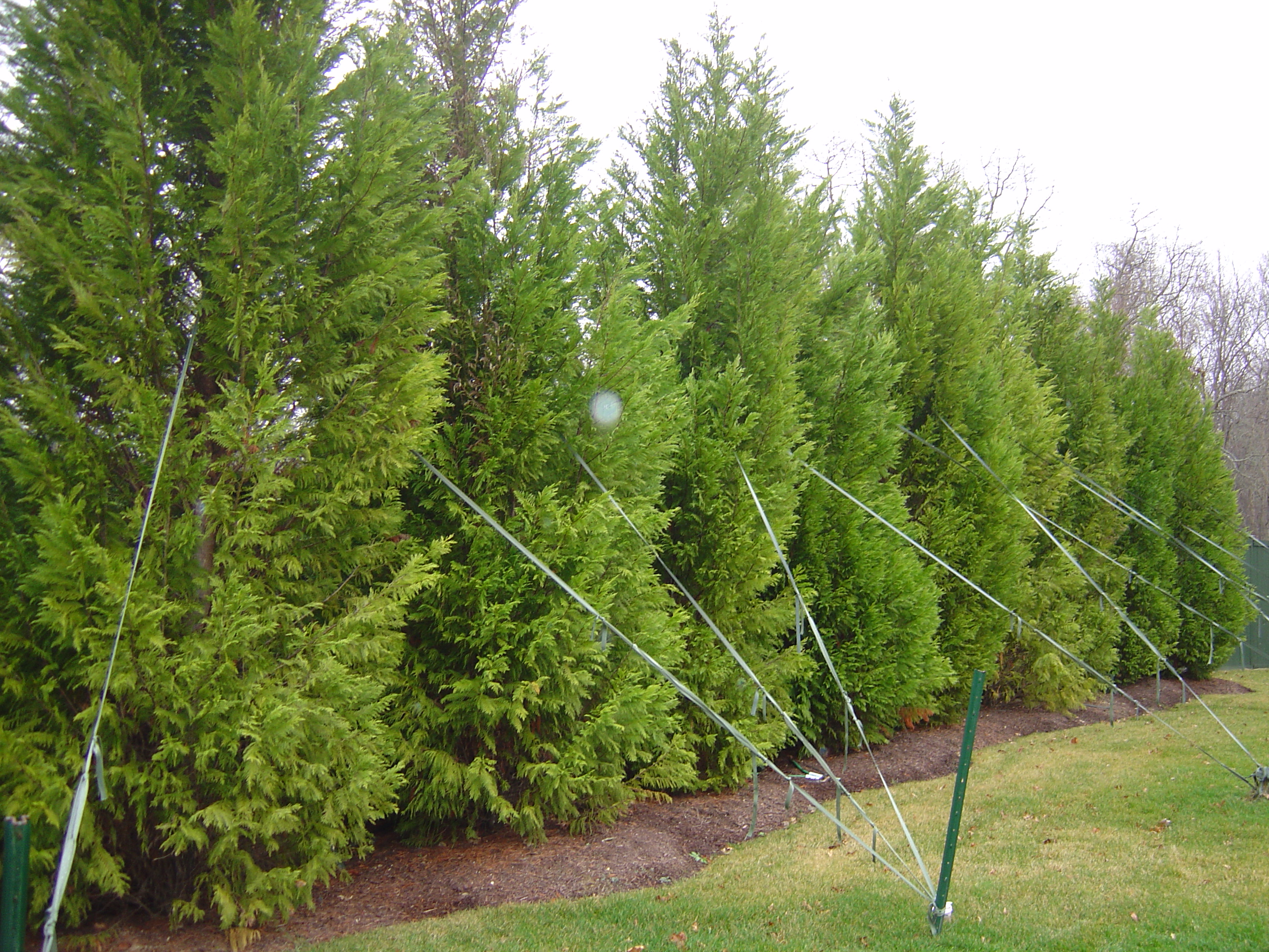 LeyLand Cypress well staked.jpg