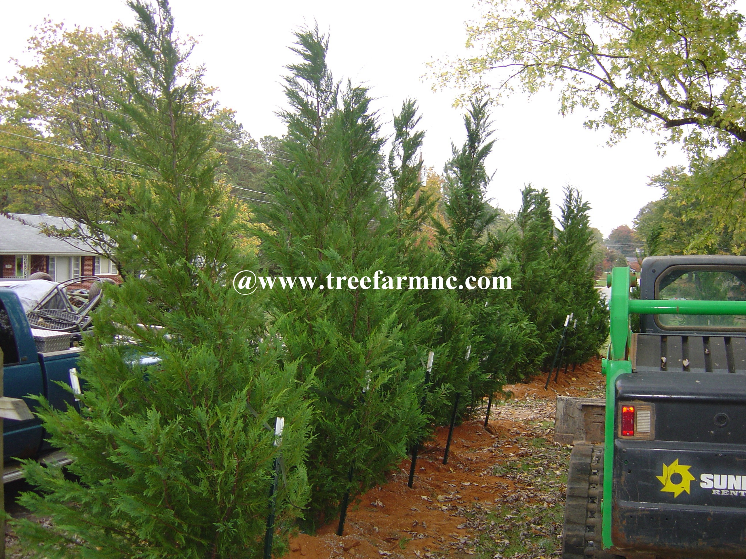 Leyland Cypress hedgerow 4 foot center
