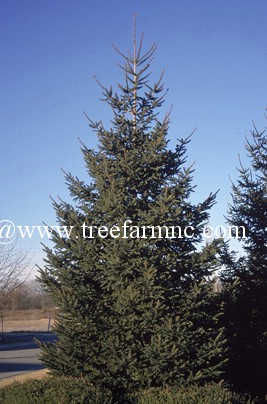 norway-spruce-pices-abies.jpg